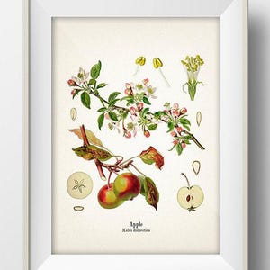 Vintage Apple Print - KO-01 - Fine art prints of Kohler's vintage academia botanical illustration drawings