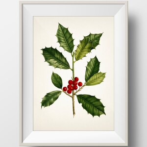 Holly Plant Christmas Botanical Print - Holiday Wall Art - WITHOUT plant name on print - PL-06