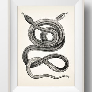 Four-Lined Snakes Intertwined - RE-09 - Fine art print of a vintage natural history academia illustration.