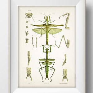 Praying Mantis Drawing - IN-03 - Fine art print of a vintage natural history academia illustration,