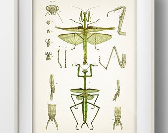 Praying Mantis Drawing - IN-03 - Fine art print of a vintage natural history academia illustration,