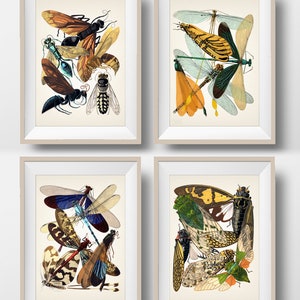 Insects SET No. 2 [1926] - Set of Four - Insectes - IN-42-46-49-50 - Fine art print of a vintage academia natural history illustration