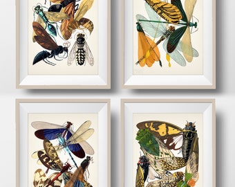 Insects SET No. 2 [1926] - Set of Four - Insectes - IN-42-46-49-50 - Fine art print of a vintage academia natural history illustration