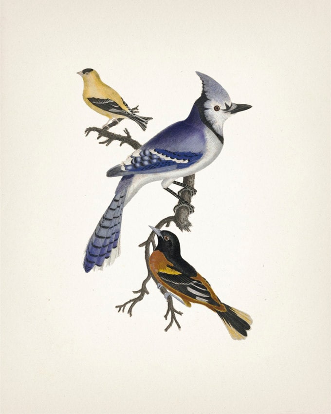 絵画 JIDORI Selfie Bird 絵画 JIDORI Selfie Bird 絵画 JIDORI Selfie Bird 春早割 絵画 Bird