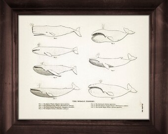 Whale Specimen Drawing - SC-12 - Fine art print of a vintage natural history antique illustration