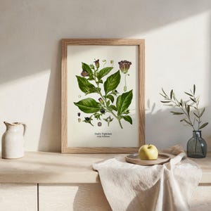a framed botanical illustration of a plant with green leaves and purple flowers, placed on a wooden shelf next to a vase with a plant and a plate with a yellow apple.