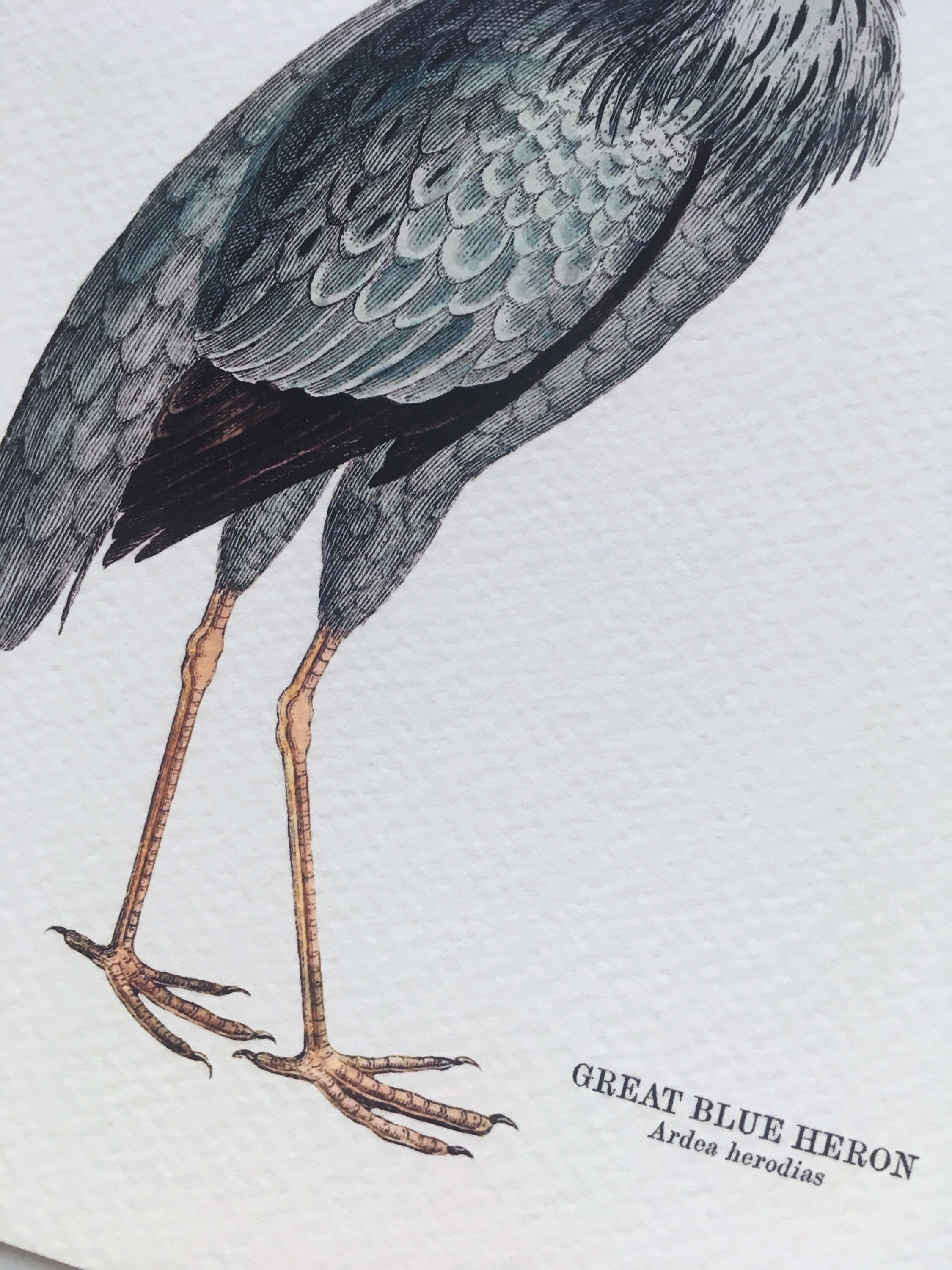 Great Blue Heron and Heron Eggs Print Pair BI27 EG08 Etsy