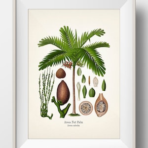 Areca Nut Palm - Betel Palm - Areca catechu - KO-72 - Fine art prints of Kohler&#39;s vintage academia botanical illustration drawings