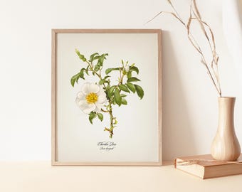 Cherokee Rose - Georgia State Flower - Rosa laevigata - FL-31 - Fine art print / poster of a vintage academia floral botanical illustration