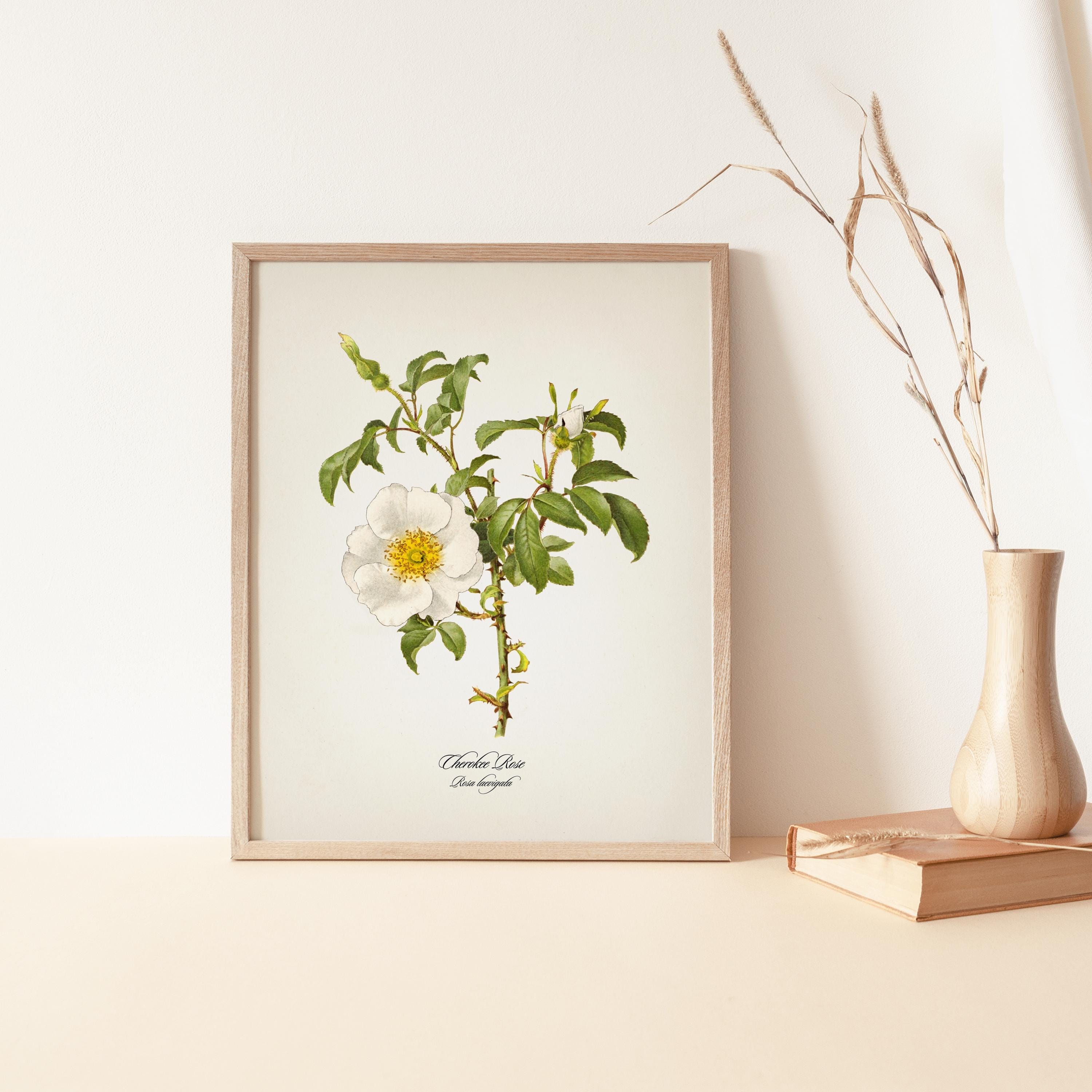 Cherokee Rose - Georgia State Flower - Rosa Laevigata - FL-31