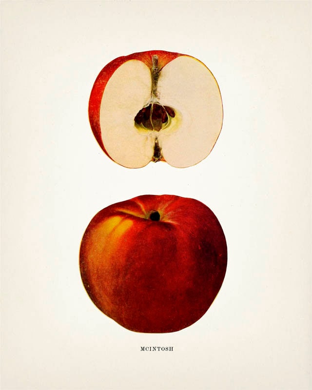 Apples Kitchen Wall Art Set Champlain Mcintosh Etsy