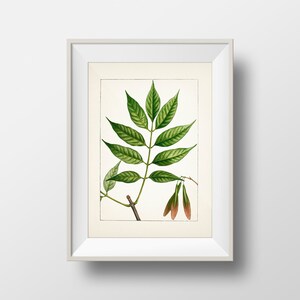 Pumpkin Ash Tree Fraxinus profunda TR-29 Fine art print of a vintage natural history academia botanical illustration. image 3