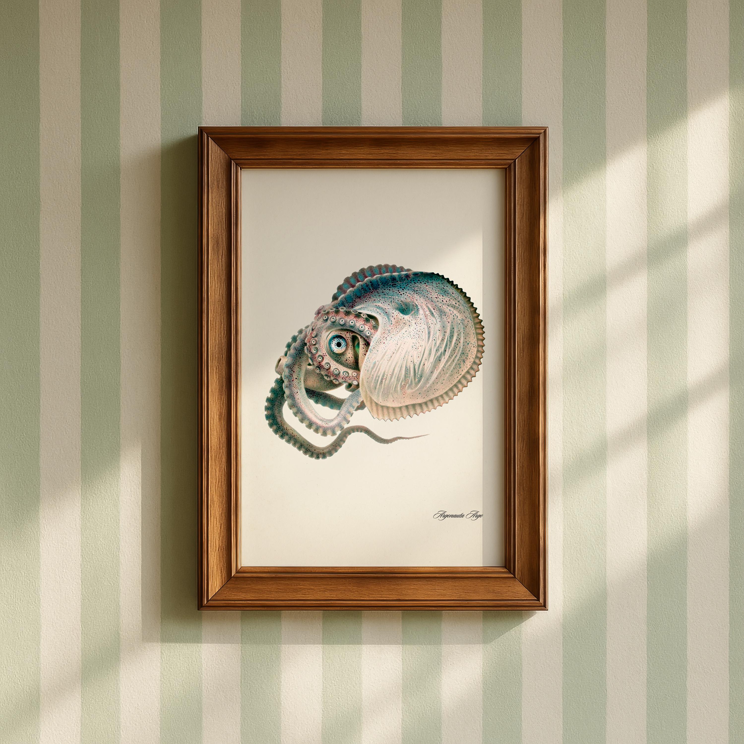 Greater Argonaut Octopus (1896) - OC-25 - Fine Art Print of a