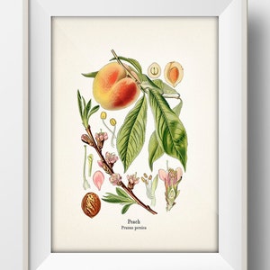 Peach Botanical Illustration Print - KO-85 - Fine art print of vintage agricultural crop plants. American South