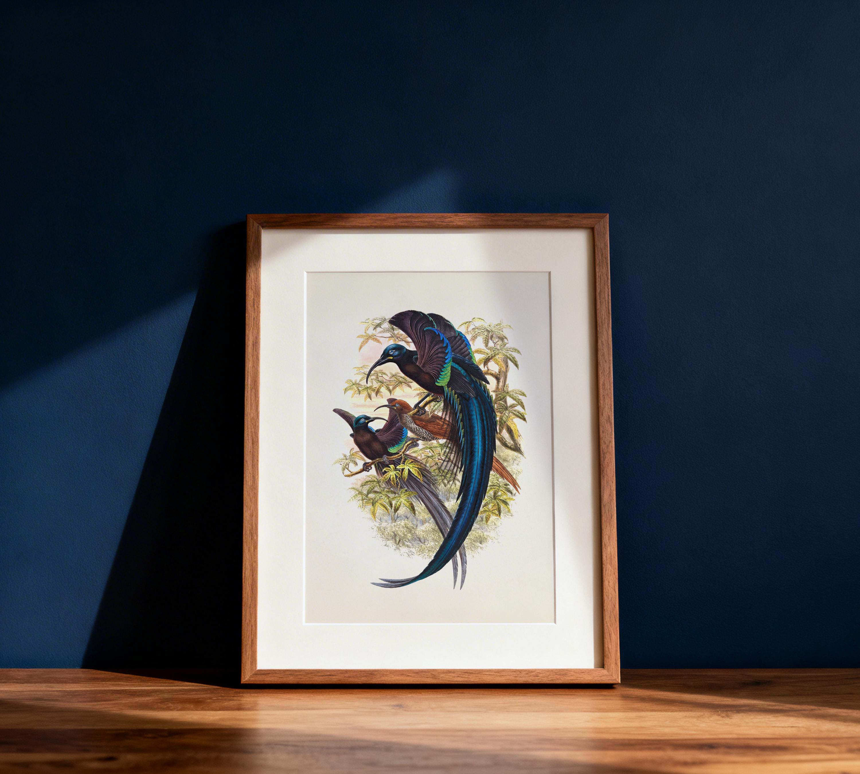 Black Sicklebill Bird of Paradise (epimachus Fastuosus) - BP-02