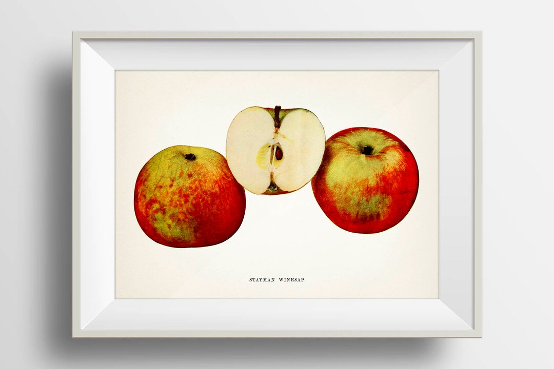 Stayman Winesap Apple PL23 Fine Art Print of a Vintage Etsy