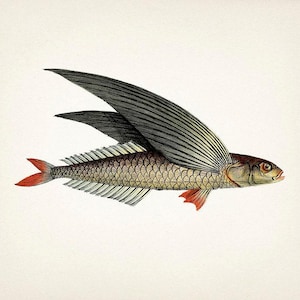 Unique 1801 flying fish drawing -  Fine art print of a vintage natural history academia illustration