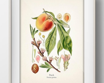 Peach Botanical Illustration Print - KO-85 - Fine art print of vintage agricultural crop plants. American South
