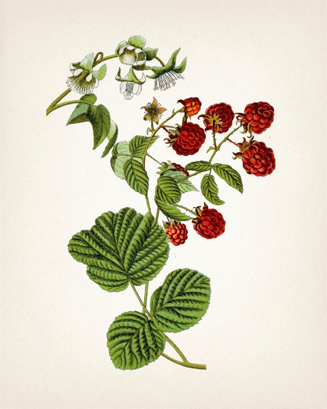 Vintage Raspberry Print 2- PL-45 - Fine Art Print of a Vintage Natural ...