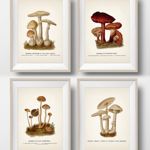 Poisonous Mushroom Series [1885] Set of Four Killer Fungi Prints - Fine art prints / posters of vintage deadly botanical illustrations