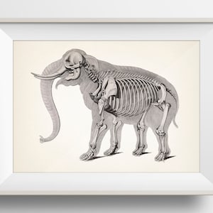 Elephant Skeleton - AN-32 - Fine art print of a vintage natural history academia illustration