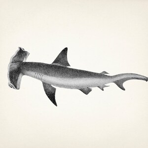 Hammerhead Shark - SC-06 - Fine art print of a vintage natural history academia illustration