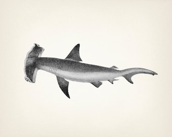 Hammerhead Shark - SC-06 - Fine art print of a vintage natural history academia illustration