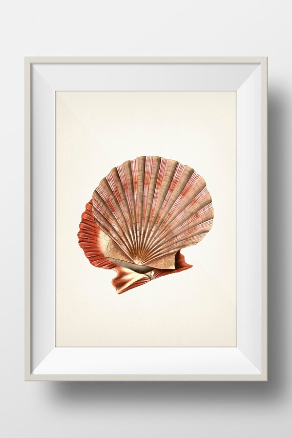 洋書 Shells - Classic Natural History Prints 洋書 Shells - Classic Natural History Prints Vintage Prints
