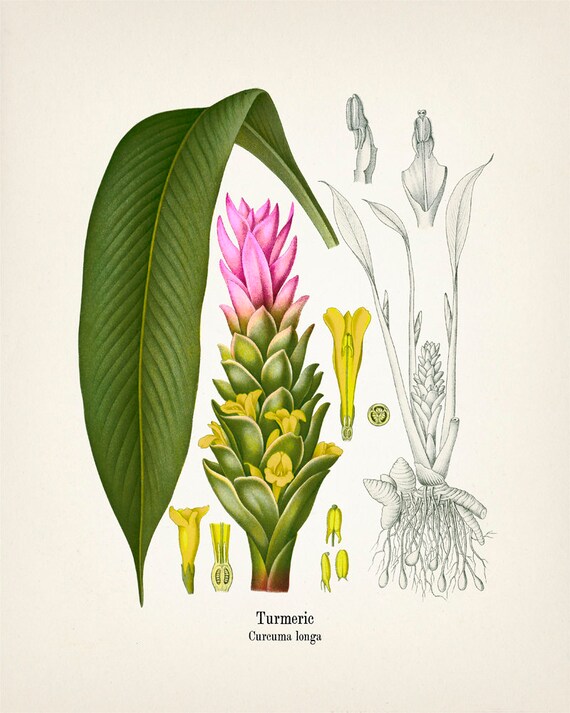 [Image: il_570xN.1935186094_1212.jpg]