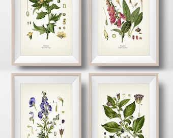 Deadly Botanicals Collection - Vintage Poisons Wall Art Print / Poster Set - Nightshade, Henbane, Monkshood, Foxglove Illustrations