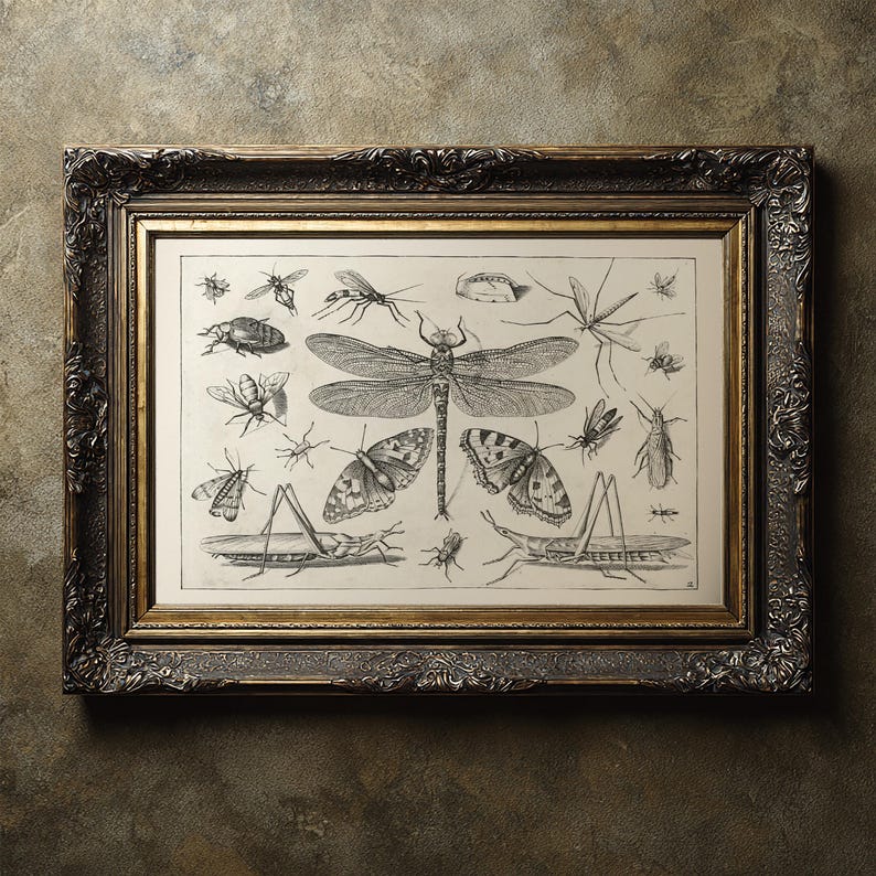 Insect Collage Drawing : Fine Art Print of a Vintage Natural History ...
