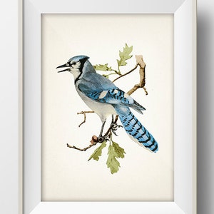 Bluejay or Blue Jay - BI-15 - Fine art print of a vintage natural history academia illustration