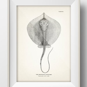 Southern Sting Ray - SC-10 - Fine art print of a vintage natural history academia illustration