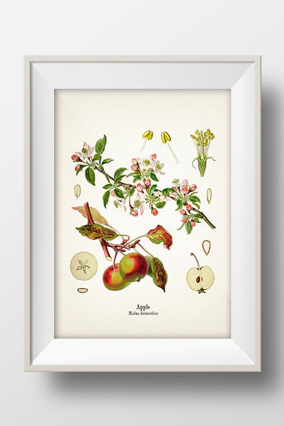 絵画 Apple flk042118 Vintage Apple Print - KO-01 - Fine Art Prints of Kohler's