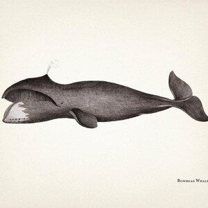 May include: A detailed black and white illustration of a bowhead whale. The whale is depicted in profile, with its mouth open, revealing baleen. The image includes the text "Bowhead Whale" at the bottom, printed in a serif font.