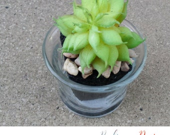 Green Succulents: 3 inch Small Green Succulents topped with small rocks in a clear glass vase.(Silk Flowers)