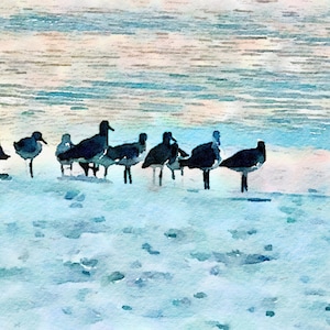 Royal Terns print.