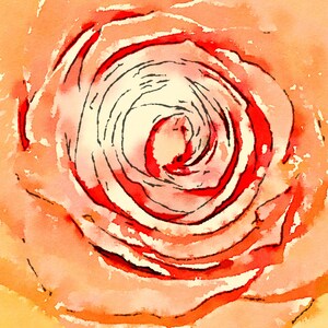 Rose close up