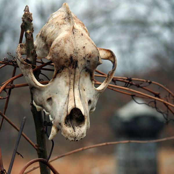 Pitbull Skull in Abandoned Graveyard