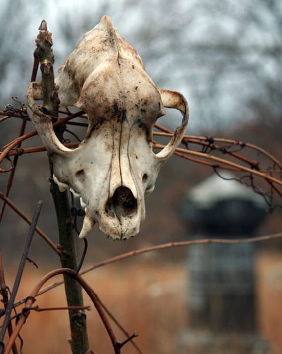 Pitbull Skull in Abandoned Graveyard