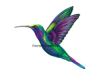 A3 large Hummingbird print/ painting...A Watercolor Print/Painting