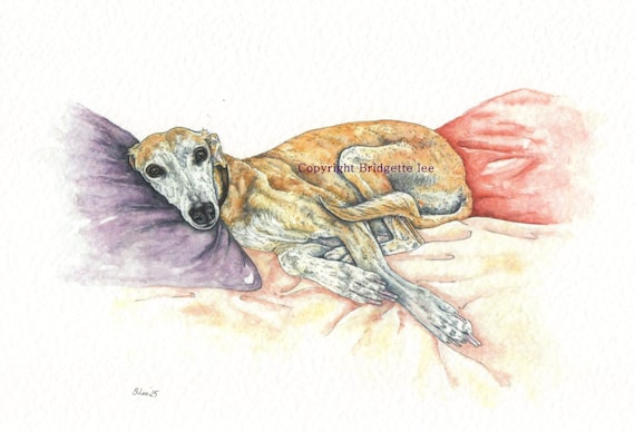 Whippet greyhound dog Kitchen Watercolour//ink.