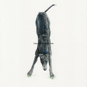 May include: A black and white illustration of a greyhound dog in a crouching position, looking down. The dog is wearing a blue collar. The illustration is on a white background with the text "Copyright Bridgette Lee" and "B.Lee 20" in the bottom right corner.