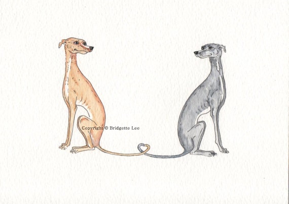 skinny greyhound