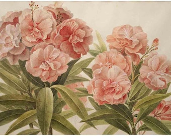Peonías de Muller, A3, elegante decoupage con flores de tiza de lujo, obra de arte para decoupage