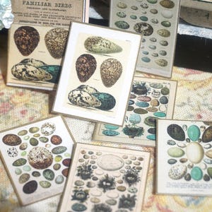 New**Dollhouse Vintage folder nests and eggs illustrations. 1:12 Miniature aphotecary vintage prints illustations miniature folder