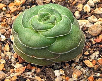 Crassula hemisphaerica - 2.5" Pot