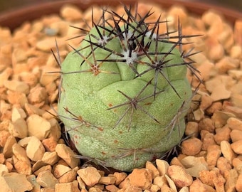 Cochemiea macdougalli (Ortegocactus) - 2.5" pot