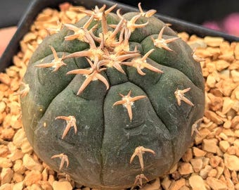 Gymnocalycium spegazzinii v. Unguispinum from seed - 2.5" Pot