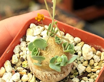 Othonna cacaloides - 2" pot